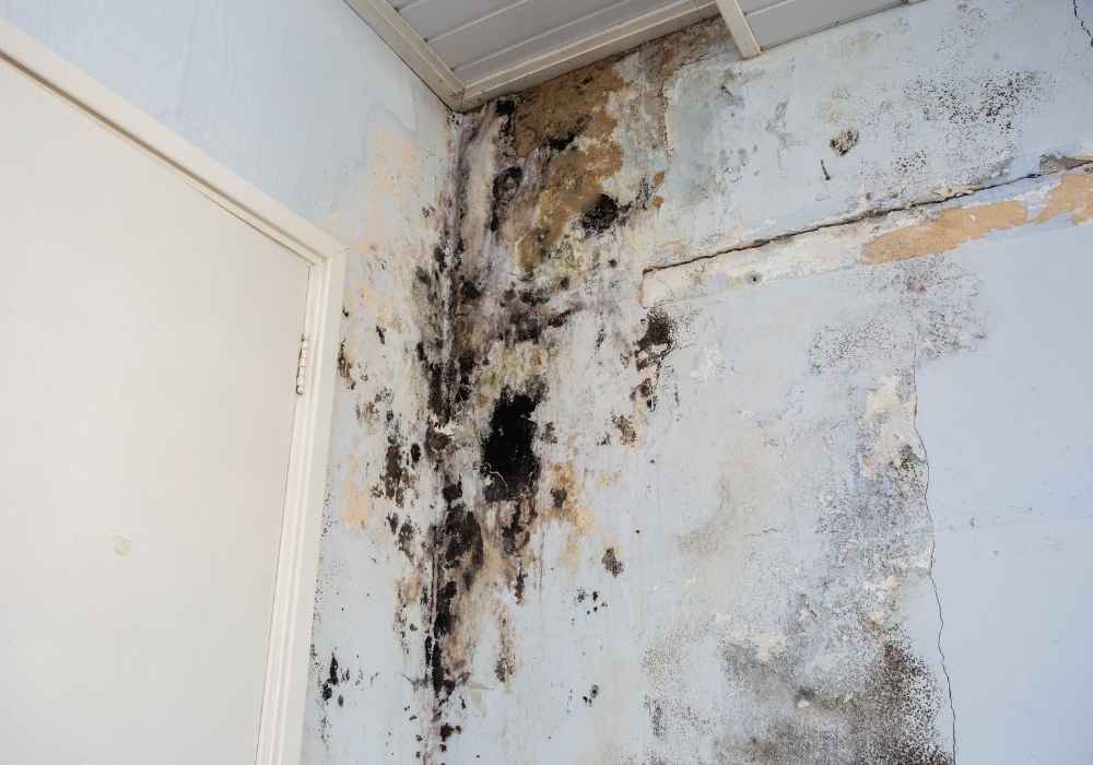 What Makes a Mold Problem Serious - Home Inspection