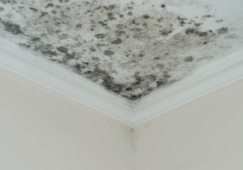 What happens if mold is found during home inspection